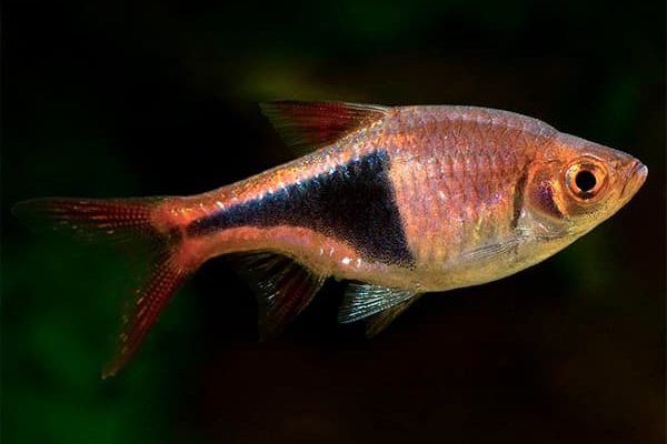 RASBORA ARLEQUIN