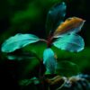 BUCEPHALANDRA BLUE GREEN