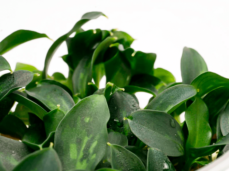 PIPTOSPATHA RIDLEYI, detalle de las hojas en verde claro y verde oscuro