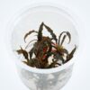 CRYPTOCORYNE SPIRALIS TIGER de venta online en NASCAPERS. Tu tienda de acuariofilia con los mejores precios.