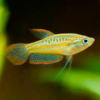 GOURAMI PIGMEO - Trichopsis pumila