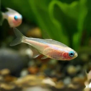 albino neon tetra