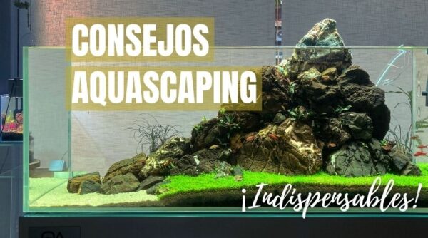 consejos aquascaping acuario plantado indispensables