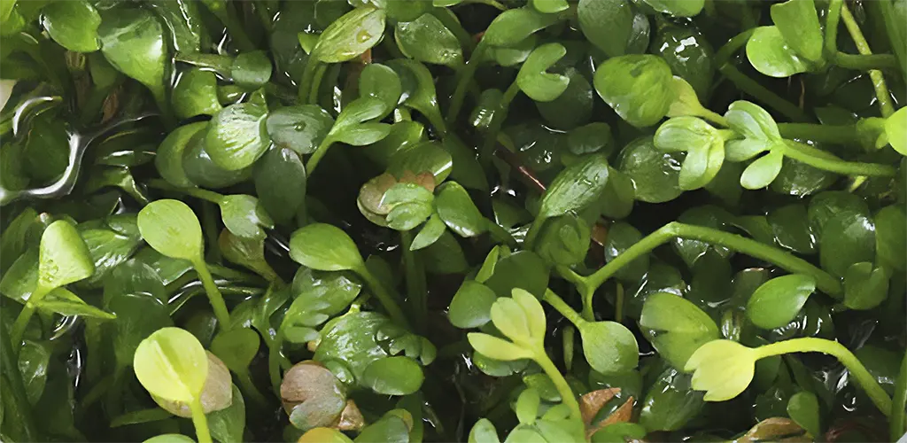 primer plano de la planta tapizante marsilea minuta