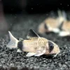 Corydora panda en nascapers al mejor precio