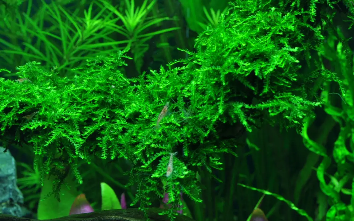 Las mejores ofertas en Musgo de acuario en vivo Plantas