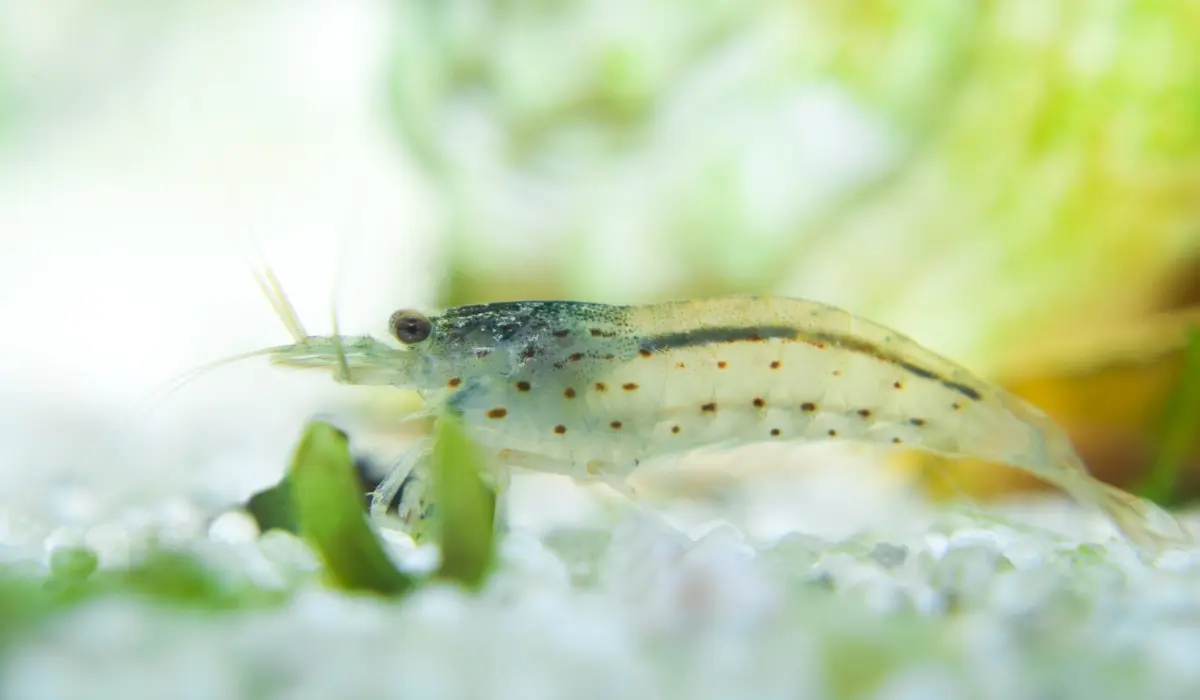 Caridina Japónica uno de los mejores antialgas