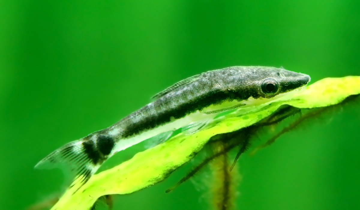 Otocinclus afinis, conocido como zorro volador, otro interesante aliado contra las algas.