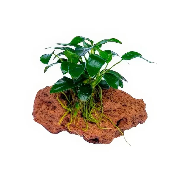 Anubias Bonsai en Roca Volcánica