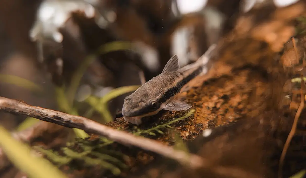 Acuario de biotopo con botánicos naturales