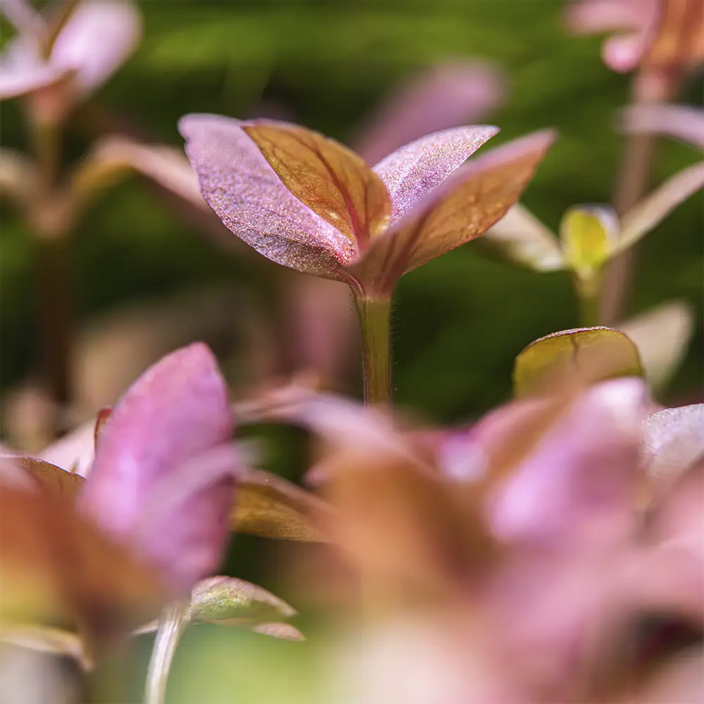 Bacopa Salzmanni Purple