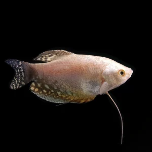 Gourami Platino | Trichogaster trichopterus