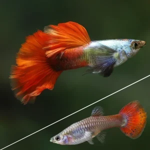 Guppy Dumbo Red Saphire Lestistes PAREJA