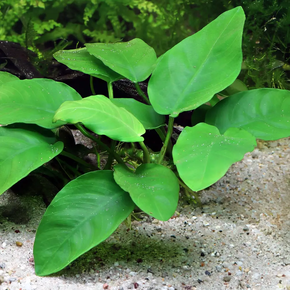 Anubias, plantas fáciles para acuarios plantados.