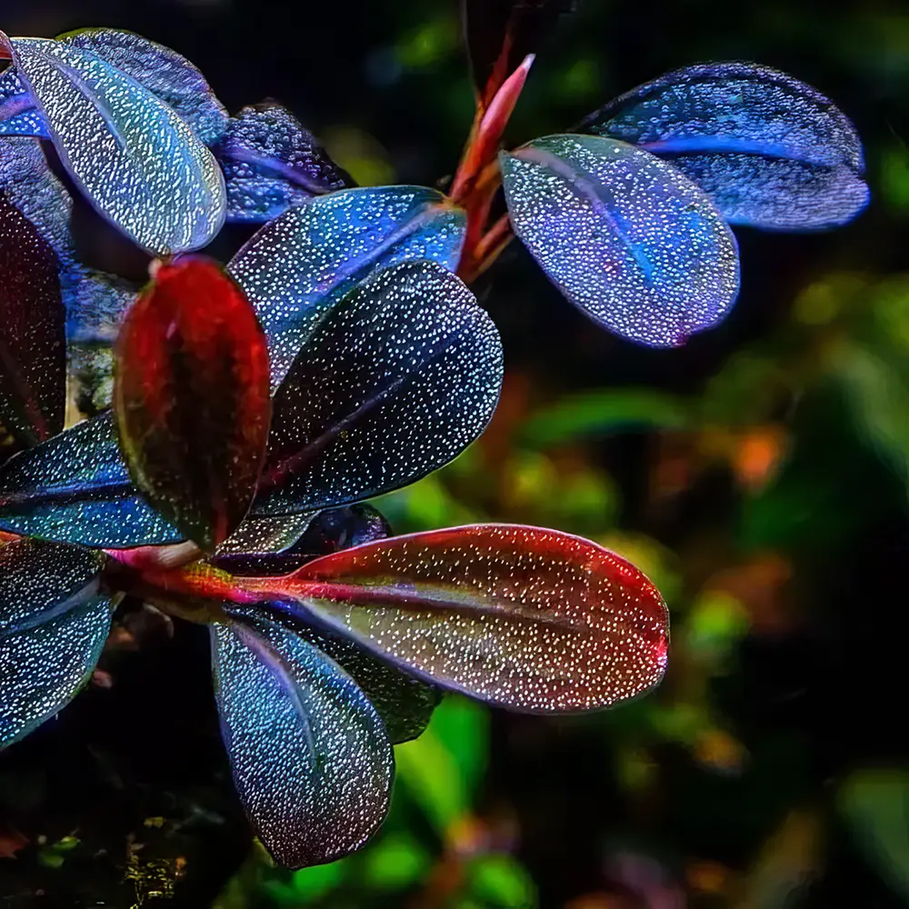 Bucephalandra, plantas fáciles para acuarios plantados.