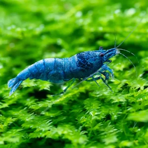 Gambas Caridina