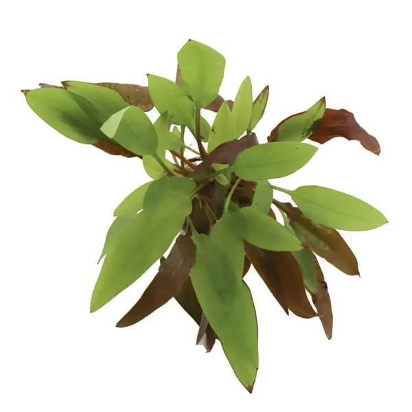 Cryptocoryne Affinis Dark Orange