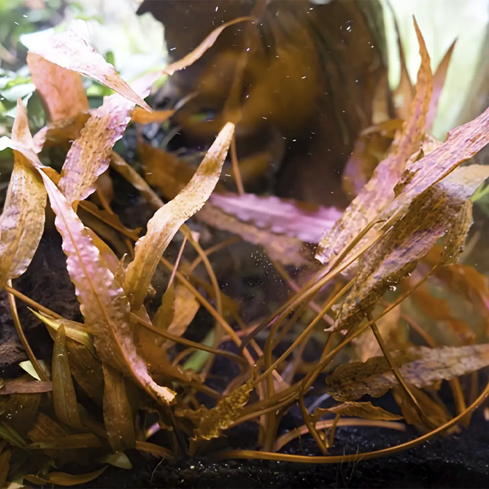 Cryptocoryne Affinis Dark Orange