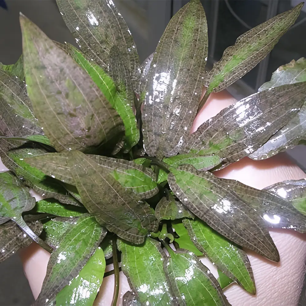 cryptocoryne affinis