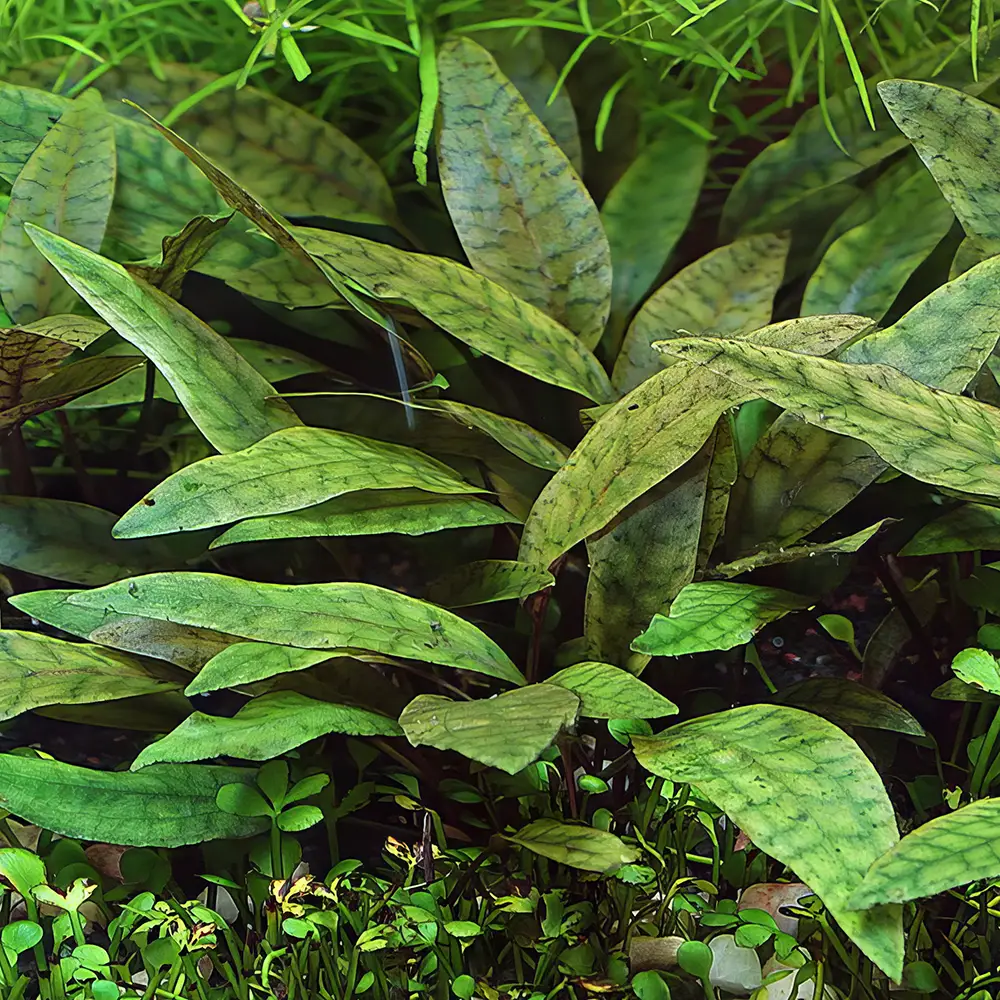 Cryptocoryne, plantas fáciles para acuarios plantados.