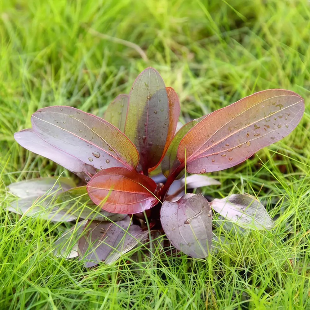 Echinodorus, plantas fáciles para acuarios plantados.