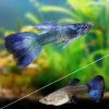 Guppy Blue Moscu Lesbistes reticulatus PAREJA