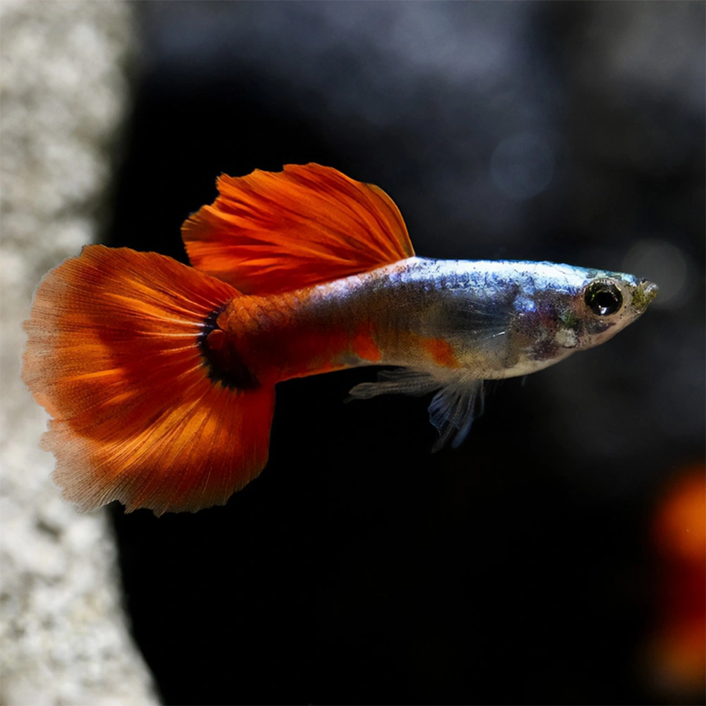 Guppy Dumbo Red Saphire | Lebistes reticulatus PAREJA