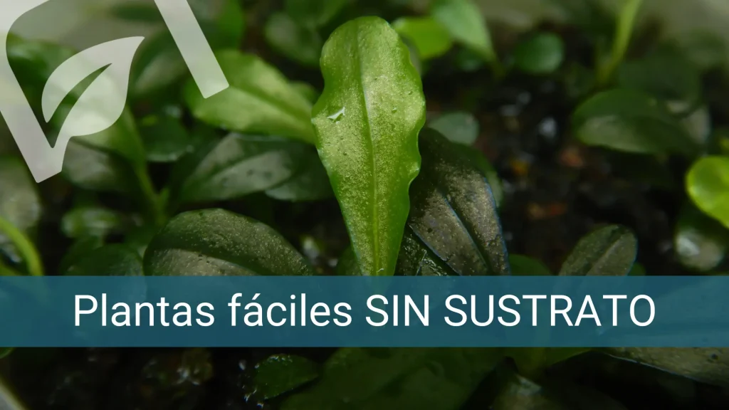 Plantas fáciles sin sustrato.