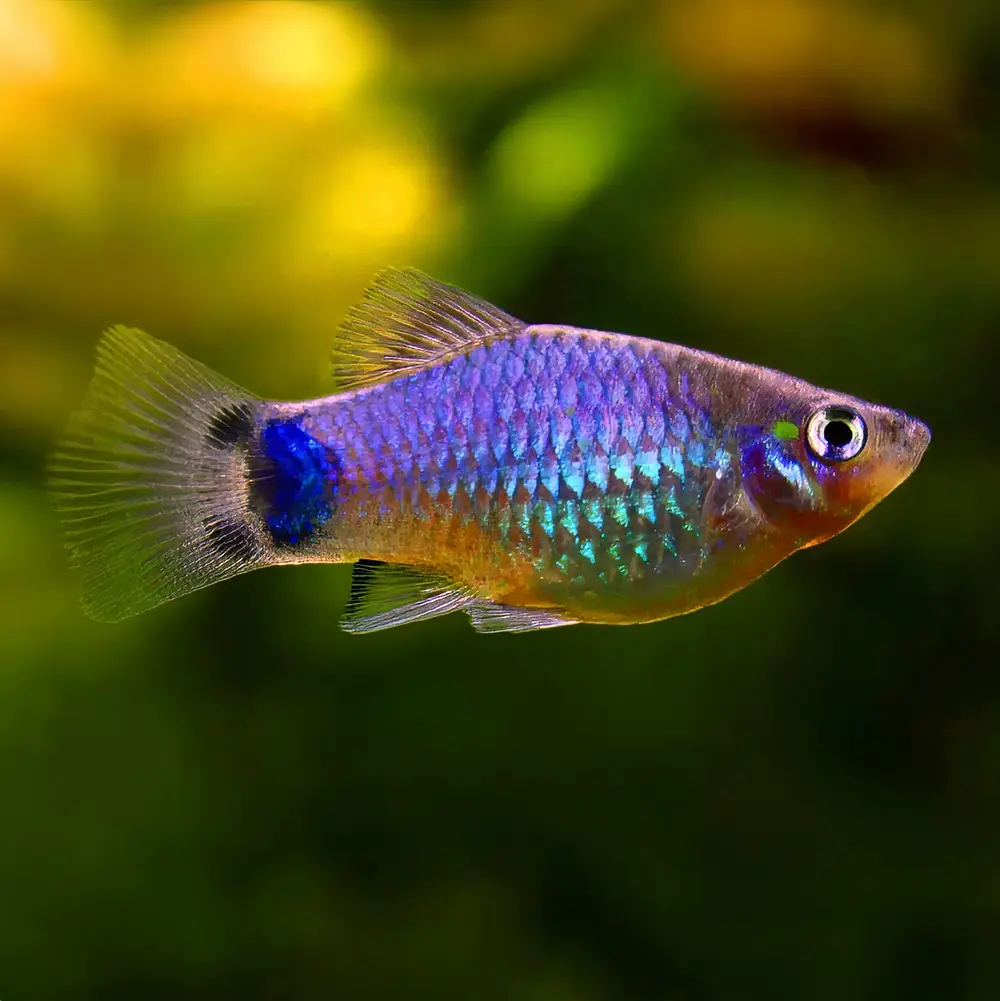 Categoría Platy peces acuario