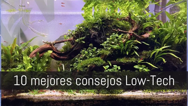 Los 10 mejors consejos para acuarios plantados Low-Tech.