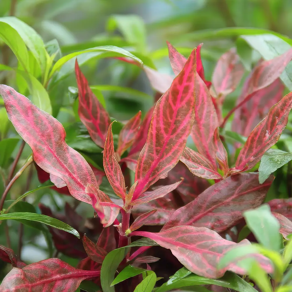 Alternanthera reineckii ´red ruby´ 