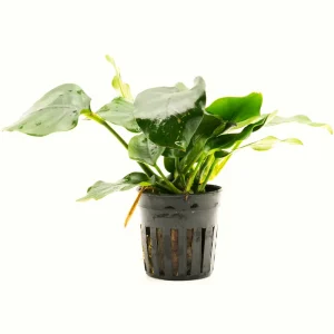 Anubias nana Thick Leaf