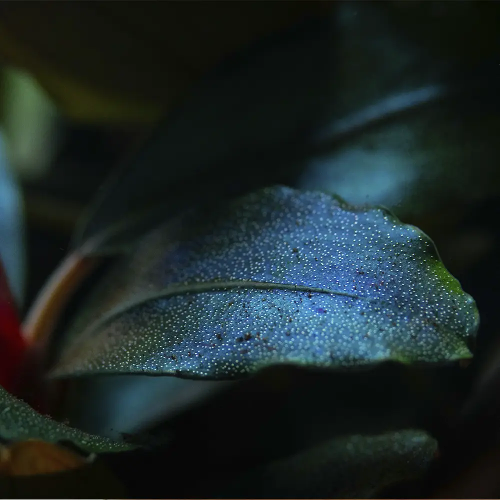 Bucephalandra Sordidula 'Blue'