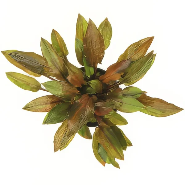 Cryptocoryne walkeri var. legroi