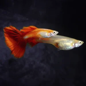 Guppy Koi Albino | Lebistes reticulatus PAREJA