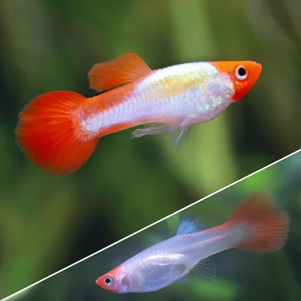 Guppy Koi Albino | Lebistes reticulatus PAREJA