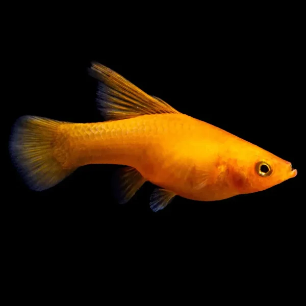 Platy Amanecer Xiphophorus maculatus