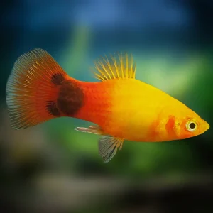 Platy