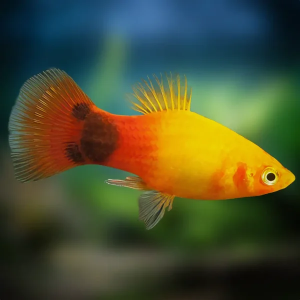 Platy Amarillo/Rojo Brillante Mickey Mouse | Xiphophorus Maculatis