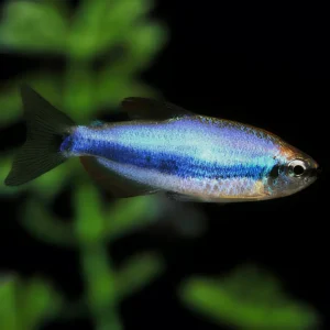 Tetra Emperador Super Blue