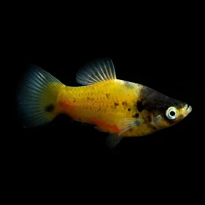 platy abeja