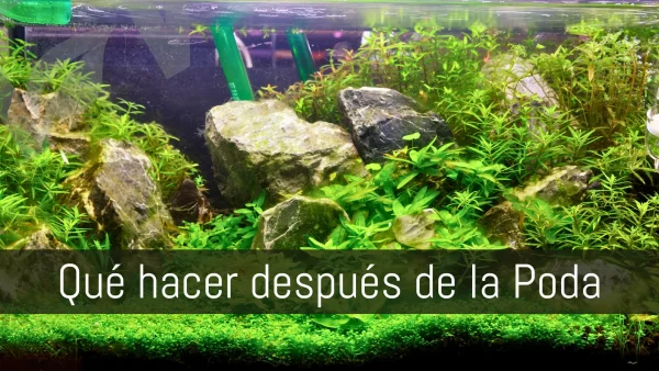 Artículo sobre qué debemos hacer después de podar el acuario plantado.