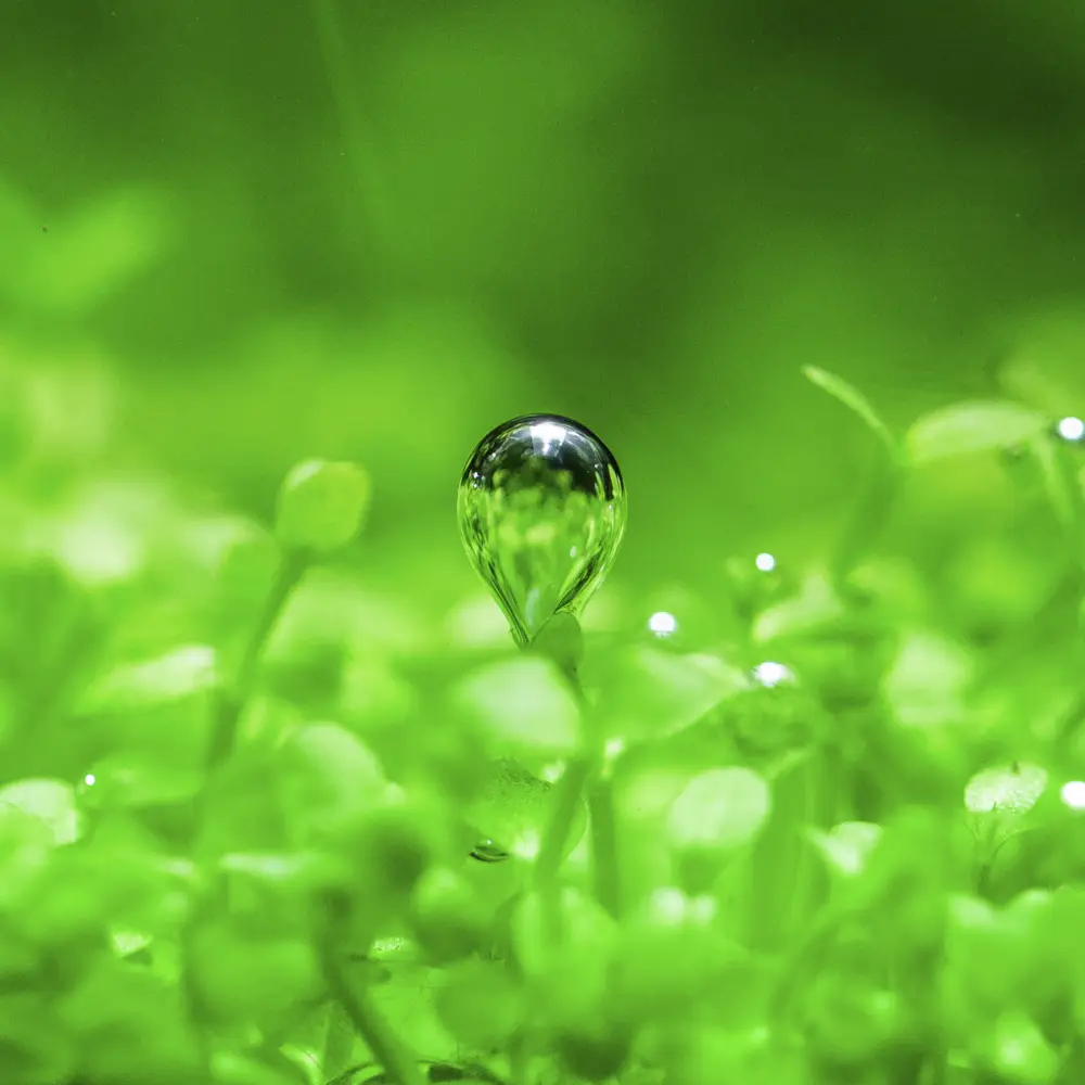 Plantas de  un acuario realizando el intercambio gaseoso.