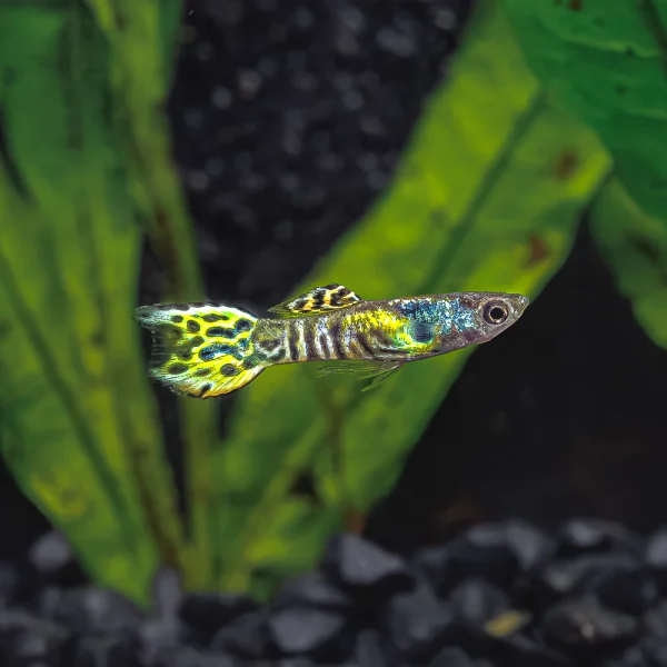 Guppy neon tiger