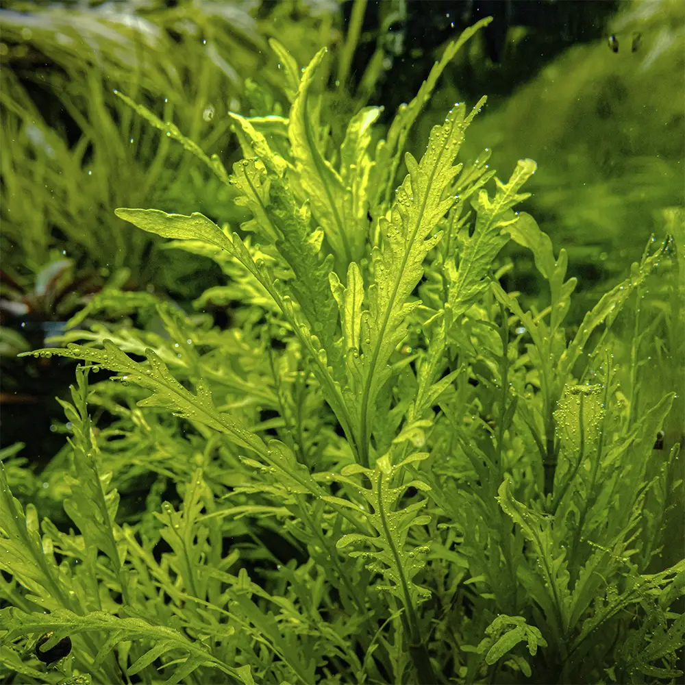 Hygrophila Odora