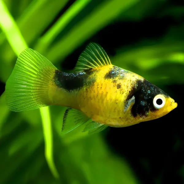 Platy Coral Abeja