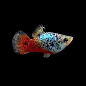 Platy Coral Azul Calico Galaxia