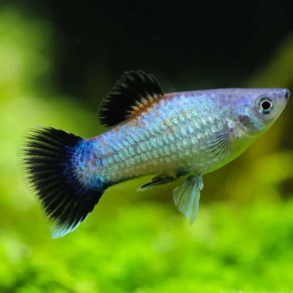 platy wagtail azul