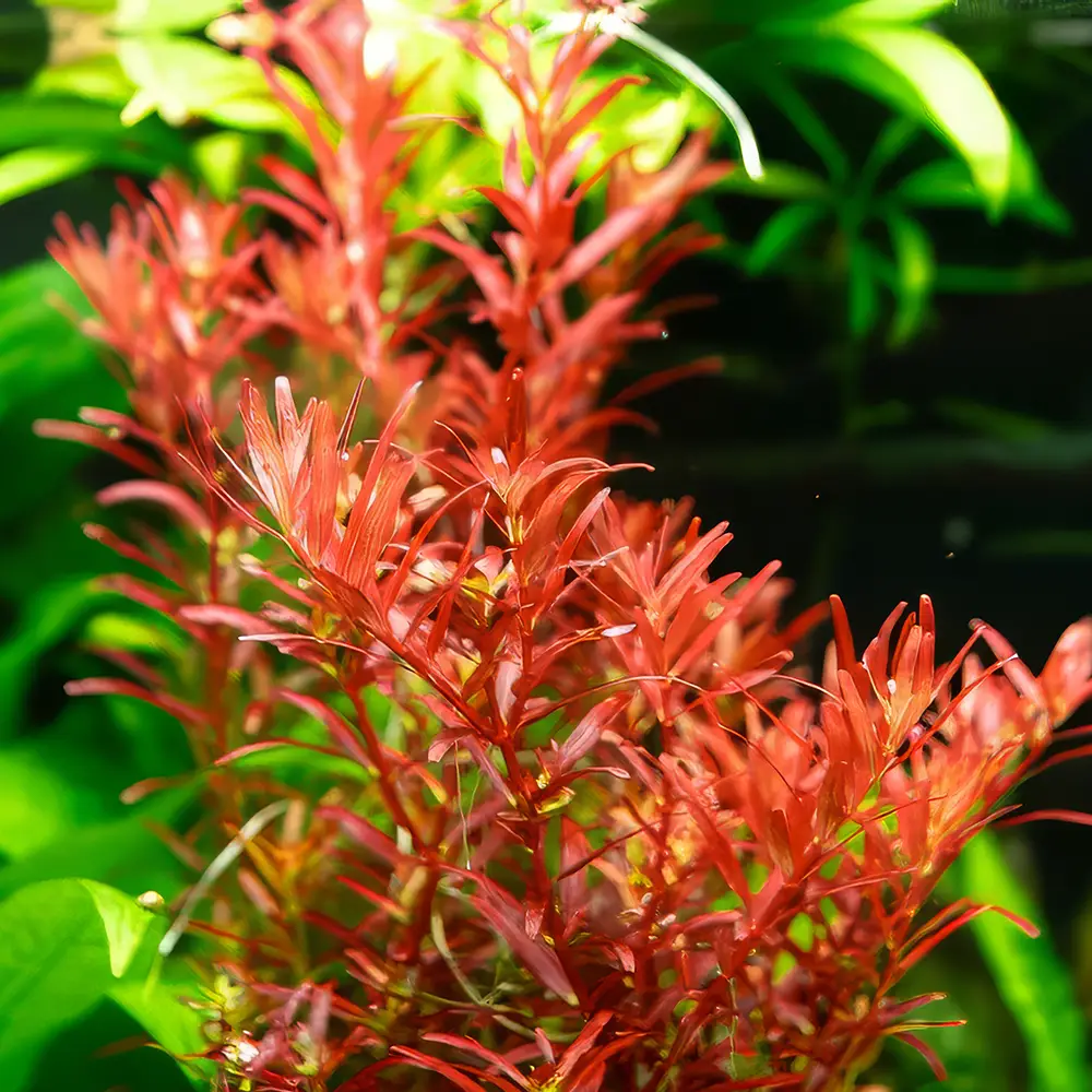 Plantas rojas que requieren cuidados especiales.