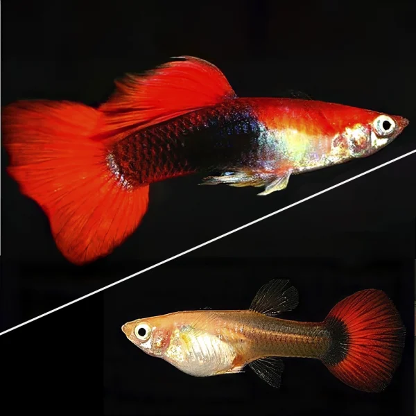 Guppy Red Nose Tuxedo Koi | Lebistes reticulatus PAREJA